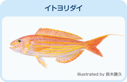 イトヨリダイ