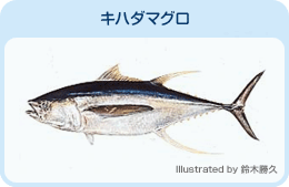 キハダマグロ