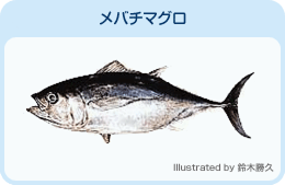 メバチマグロ