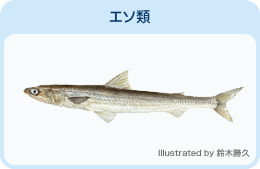 エソ類