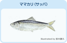 ママカリ（サッパ）