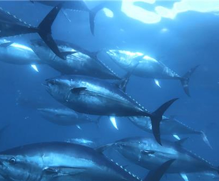 奄美大島ツアー（2泊3日）