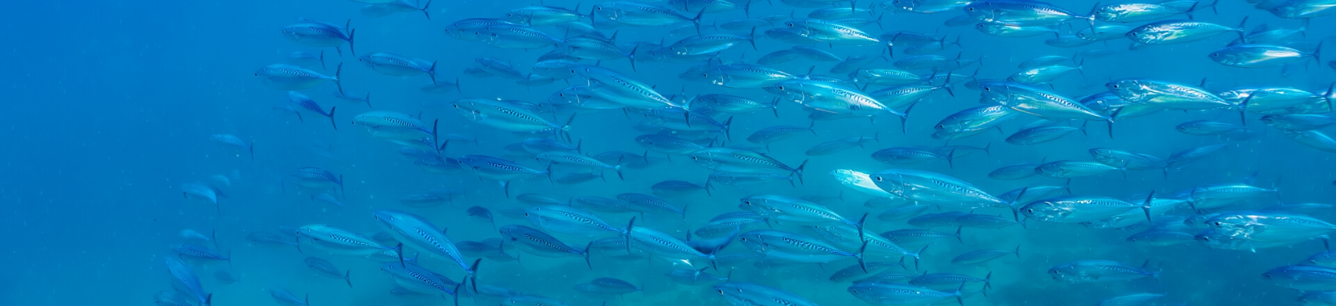 未知の魚に価値を見出す創造力