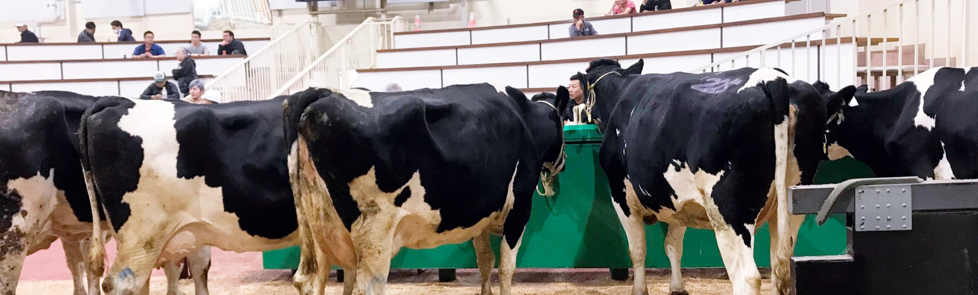 入社４年目にして、いきなりデンマーク農業理事会へ。