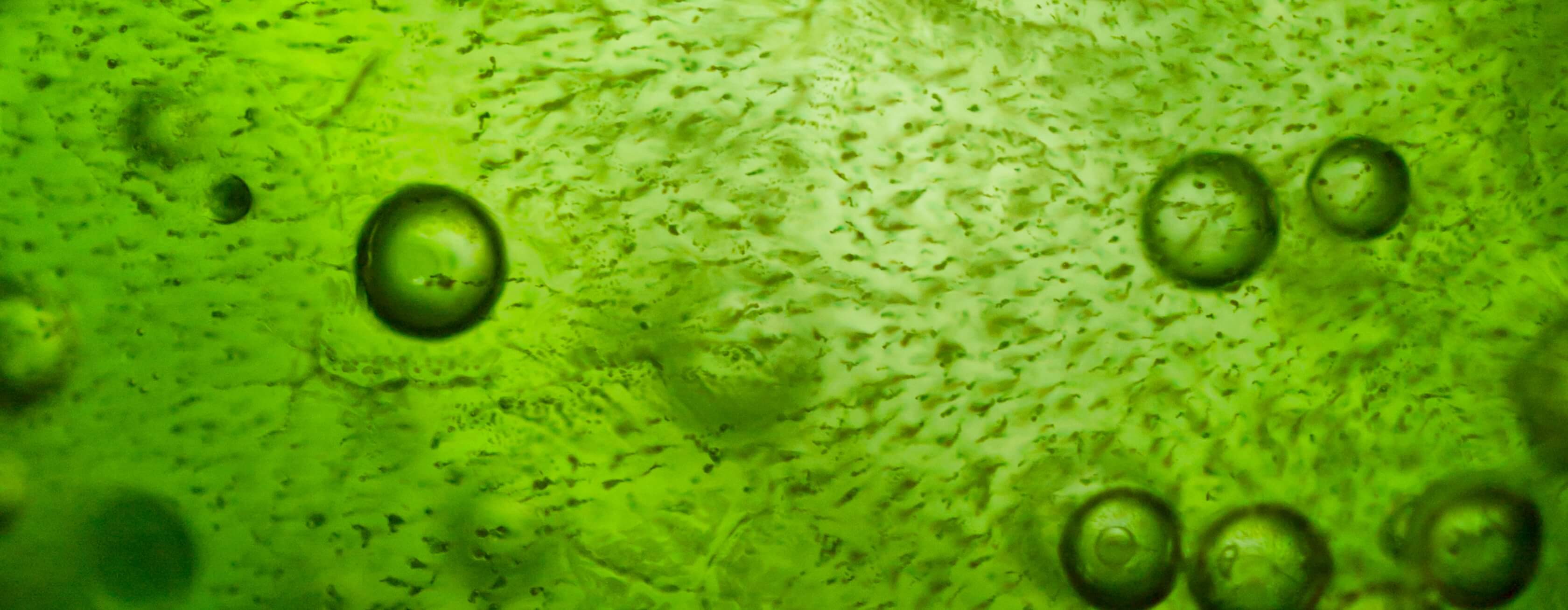 未来プロジェクト「藻類味噌汁スピルリナ」