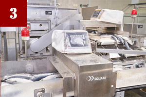 サバのカット・洗浄・選別