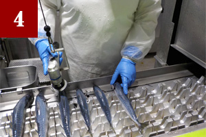 サバを缶に入れる