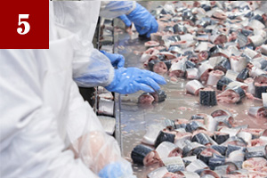 サバの重さを量る